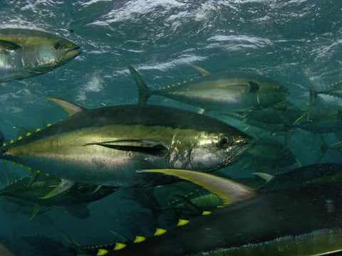 Yellowfin Tuna