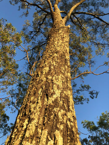 australian gum tree, australian forest, gum forest, art inspiration, sustainable fashion, 