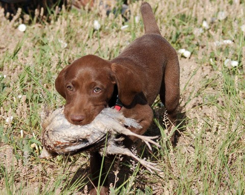 Using Bobwhite quail for fetch