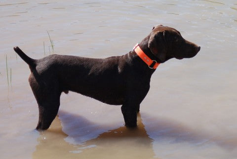 Introducing Dogs to water