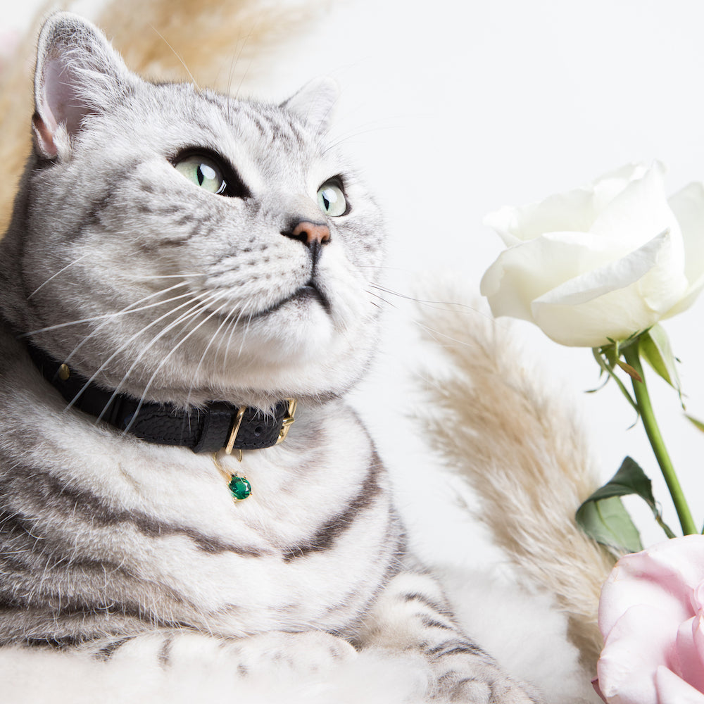 cat bowls that open with collar