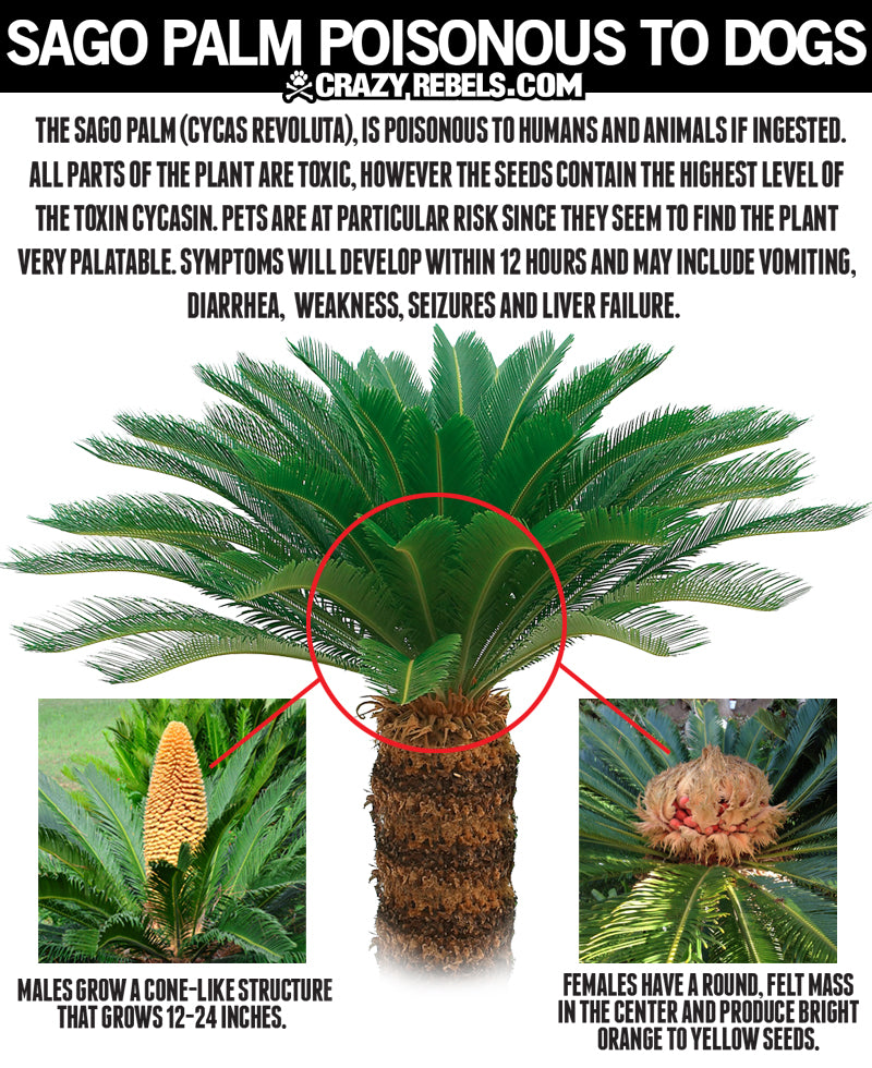 sago palm poisonous