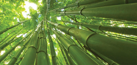Siate come il Bambù – Mimina