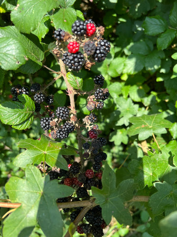 Blackberries ready for picking and the birds