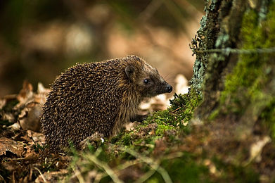 Sweetie Pie the Hedgehog