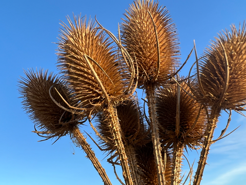 Thistle heads in autumn