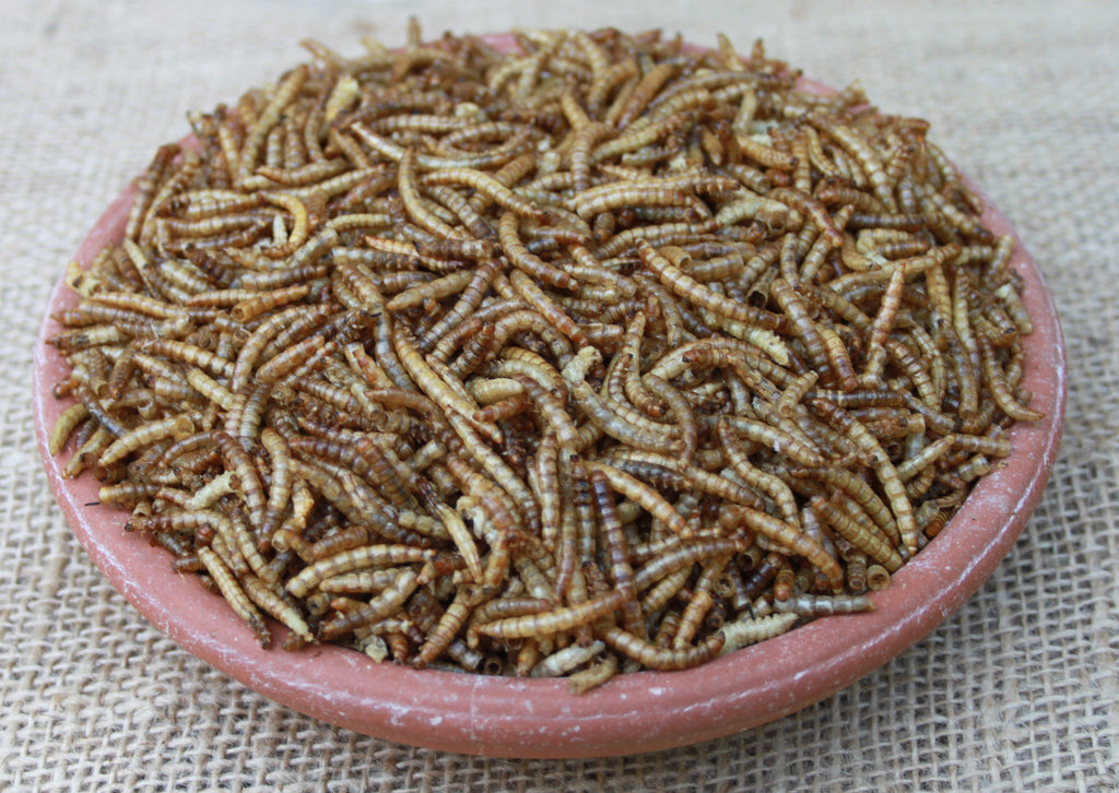 download mealworms for birds