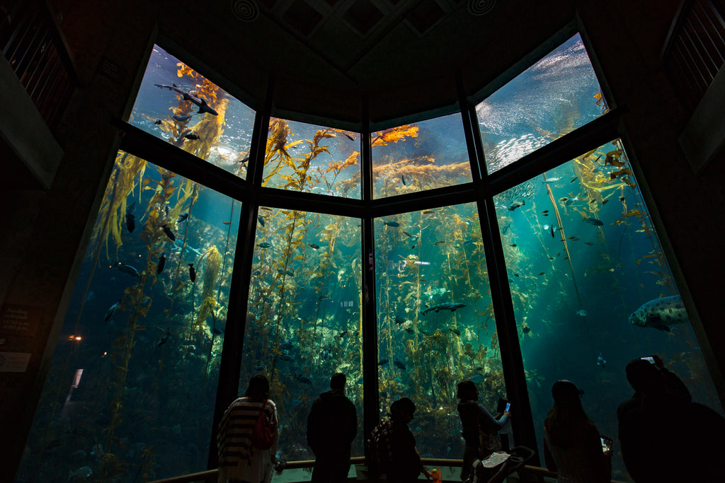 Monterey Bay Aquarium - STZ1476 1024x1024