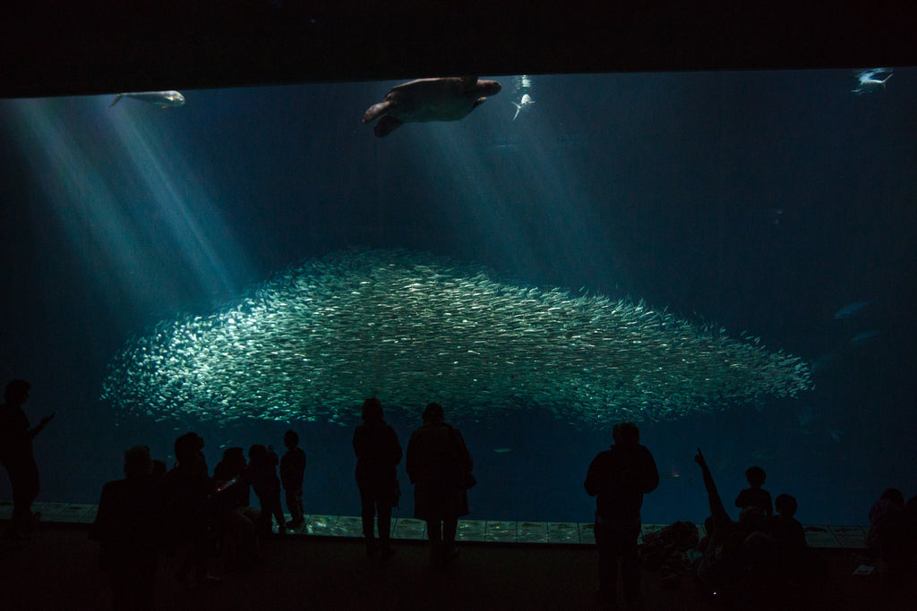 Monterey Bay Aquarium Open Sea Tank - STZ1745 1024x1024