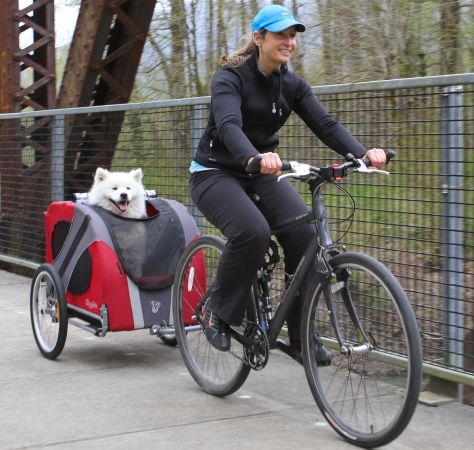 how to take dog on bike ride