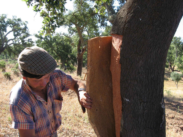 cork harvesting cork tree