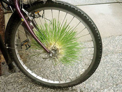 Mobile garden on bike wheel