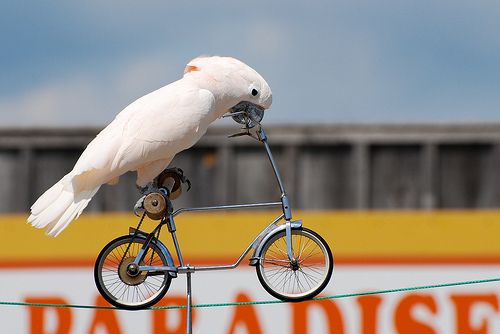 Cockatoo on a bicycle Goodordering