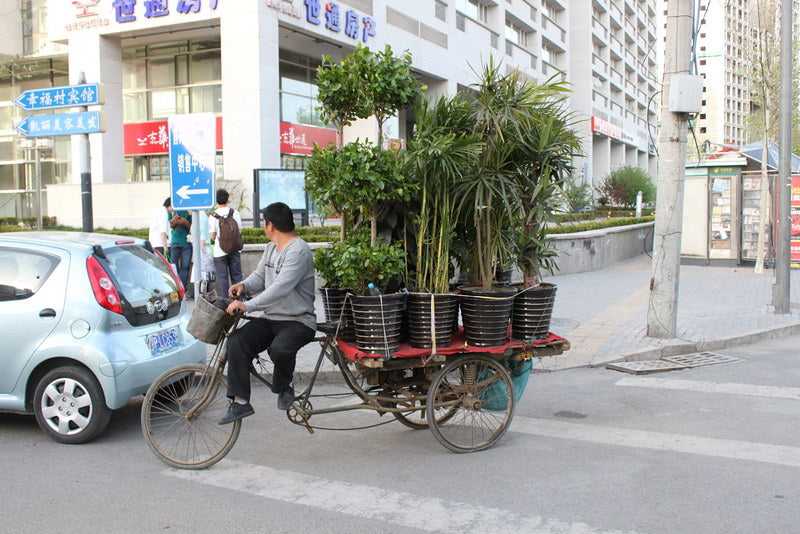 Tree transportation on a bicycle china