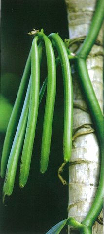 Liande vanilla planifolia, gousse de vanille verte