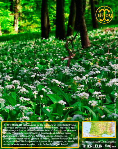 Ail Des Ours Feuilles Deshydratees Recette Facile Remede