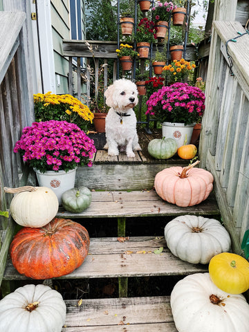 dog on steps with pumpkins and mums