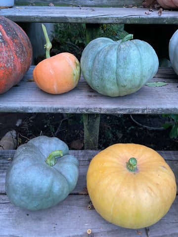 four small pumpkins - 2 blue, 2 orange