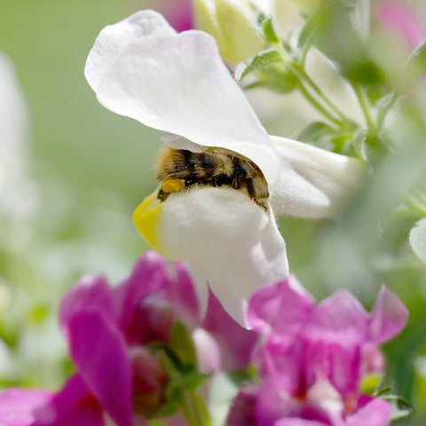 bee inside of white snapdragon