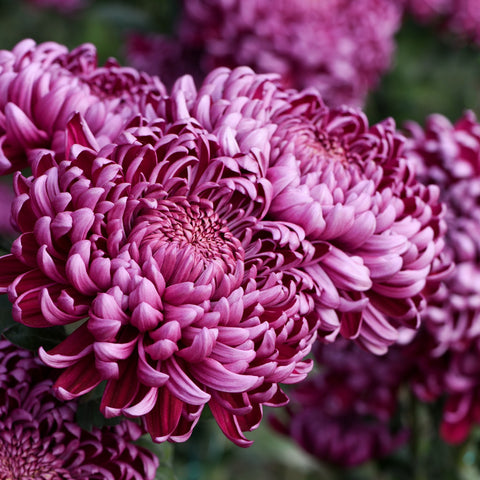 deep pink mums