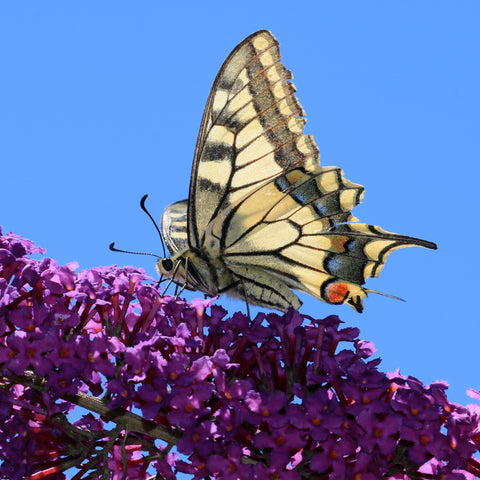 yellow butterfly on butterfly bush