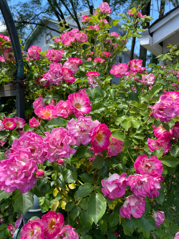 pink roses on bush