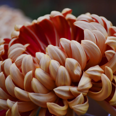 peach heirloom chrysanthemum