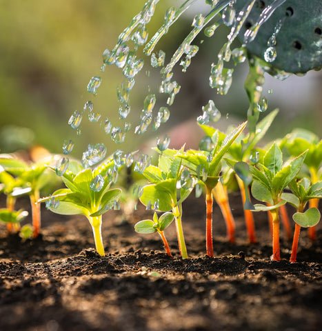 watering seedlings