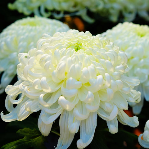 white heirloom chrysanthemum