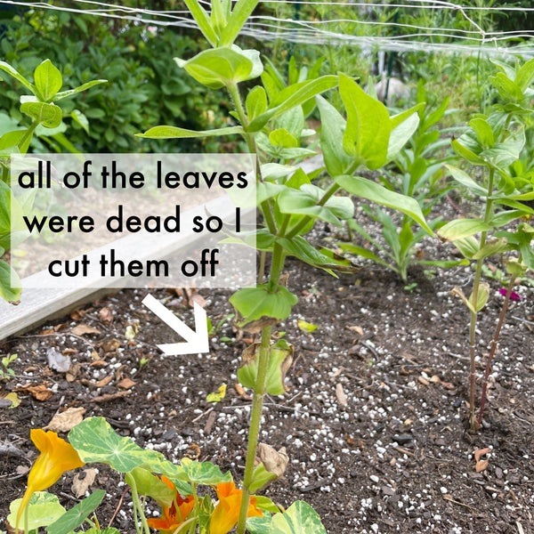 zinnia with no leaves because I cut them off