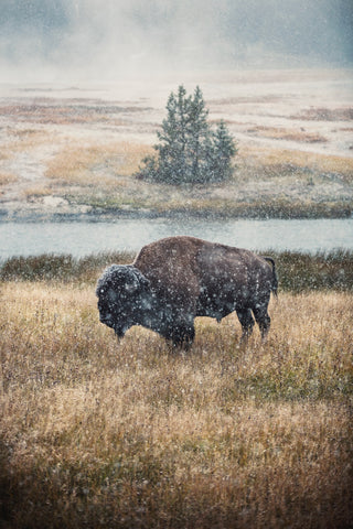 Rogue Bison