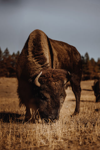 American Bison - Rogue Industries