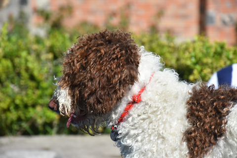 Los collares para perros, hechos de cuerda, son muy recomendables para perros de pelo largo y rizado.