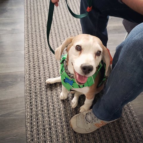 Mateo el Beagle con su pechera Front Range