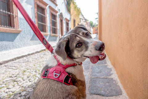 violento fatiga visitante Para salir a pasear ¿qué es mejor para un perro, un collar o una peche — La  Tienda de Frida & Chelsee