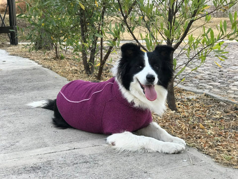 "A Chelsee en el 2018, le diagnosticaron Artritis, justo cuando estaba la época de frentes fríos y no dudamos en comprarle un suéter, por recomendación del veterinario, en este caso le compramos el Fernie púrpura, para mitigar el frío y con esto también bajar el dolor"
