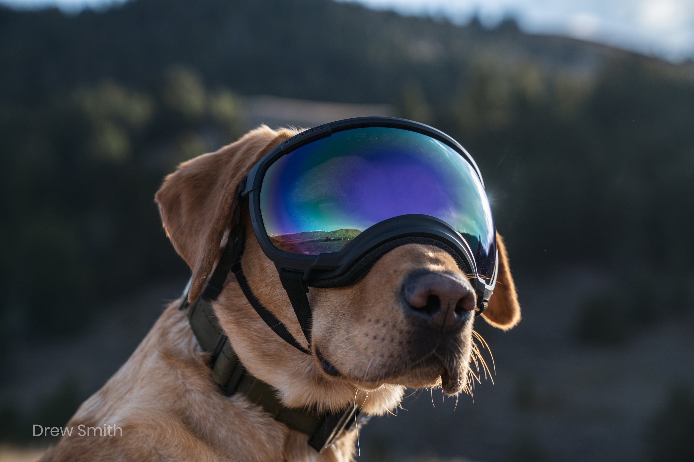 V2 Goggles Rex Specs - Lentes Para Perros Grandes de 18 a 38 kg — La Tienda de & Chelsee