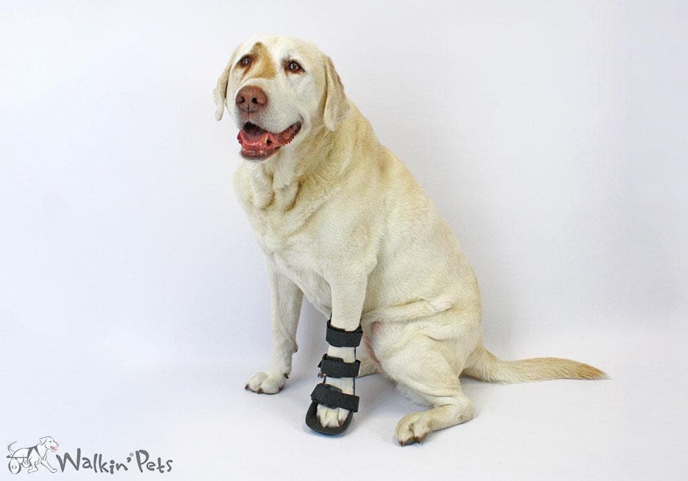 Ferula Pata Delantera Para Perro Walkin’ Front Splint de Handicapped P