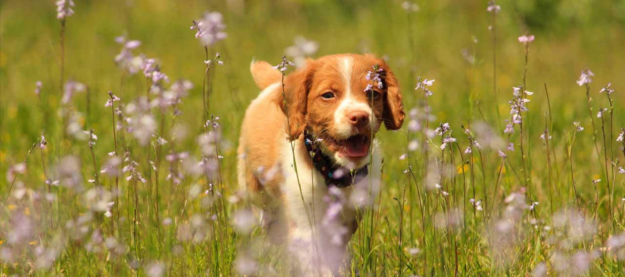 the best small dog breeds