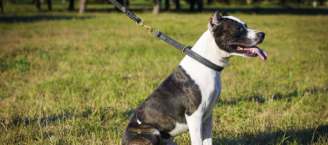 Dangers of Choke Collars for Dogs - Genuine Collars