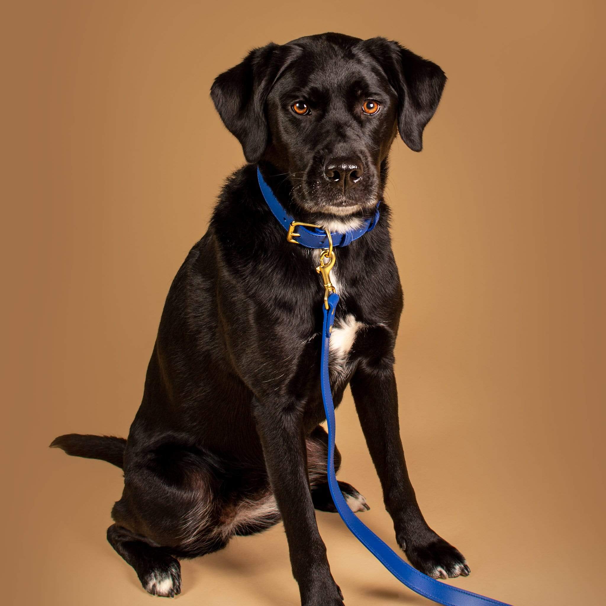 Leather Dog Leash - Genuine Canine