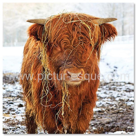 Highland calf in the Snow Christmas card