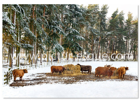 Highland Cattle in the Snow Christmas Card by Charlotte Gale