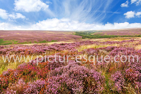 Heather in North York Moors National Park by Charlotte Gale
