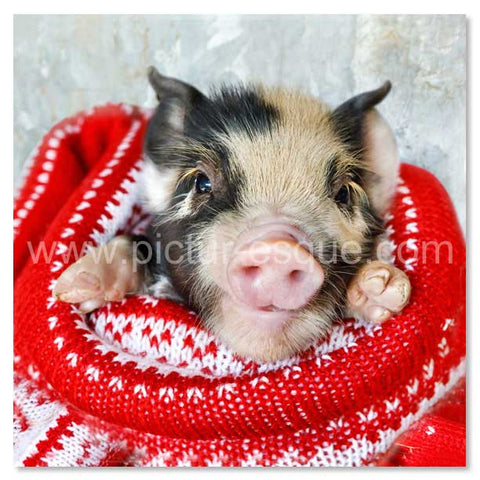 Pigs in Blankets