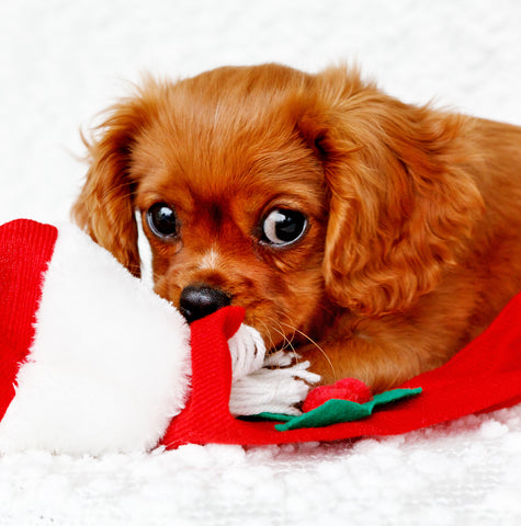 Cavalier King Charles Spaniel Christmas Card