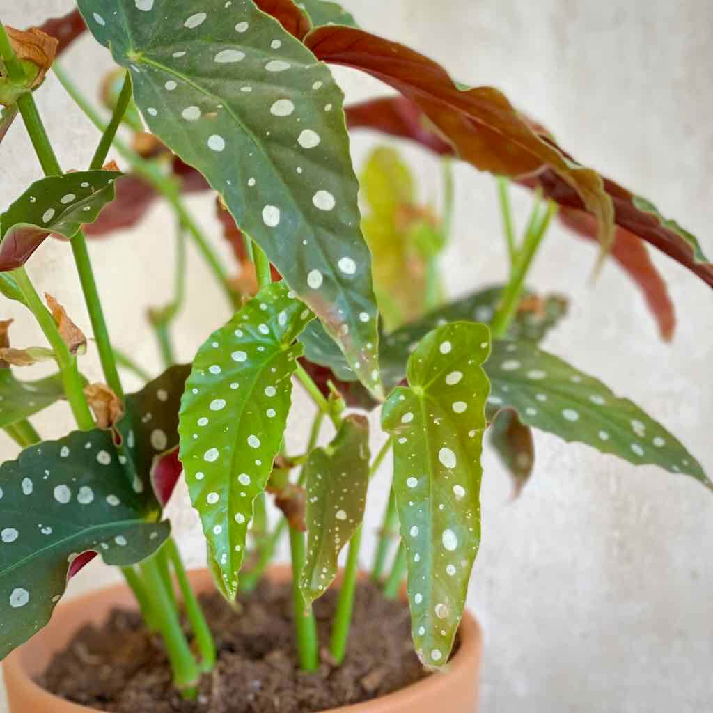 Begonia Maculata (4 Tallos) – Urban Planta