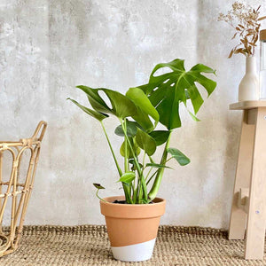 Monstera Deliciosa | Costilla de Adán – Urban Planta