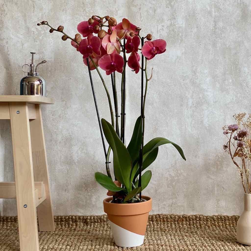 Orquidea Phalaenopsis Premium Grande – Urban Planta