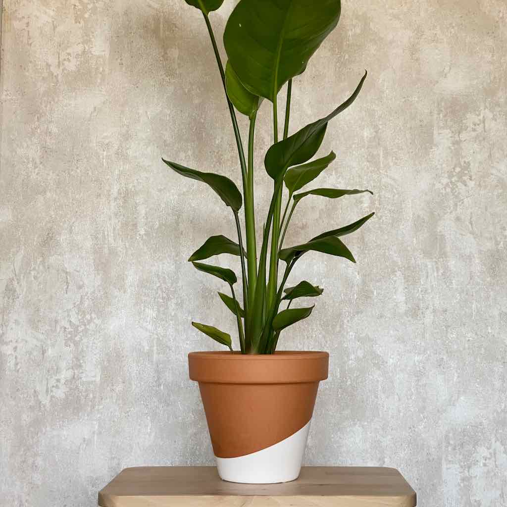 Strelitzia Nicolai – Urban Planta